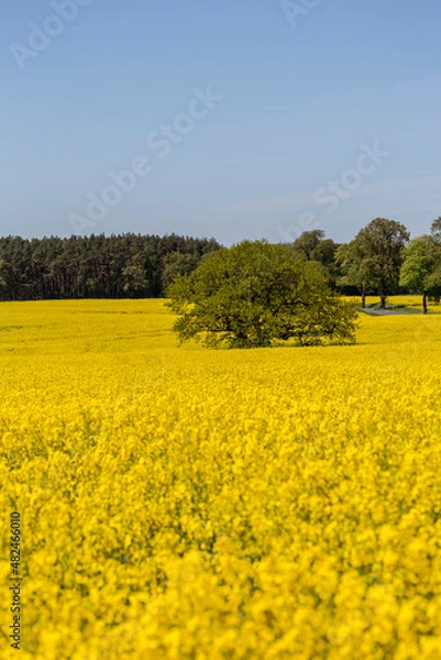 Obraz Yellow Flowering Rape Fields In Germany