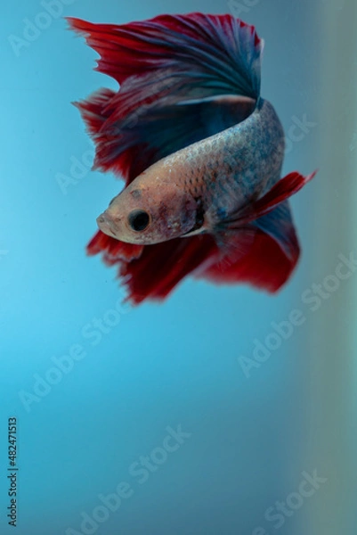 Fototapeta beautiful little betta fish
taken close up (macro) on a blue background