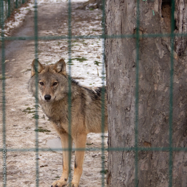 Obraz wolf in the woods