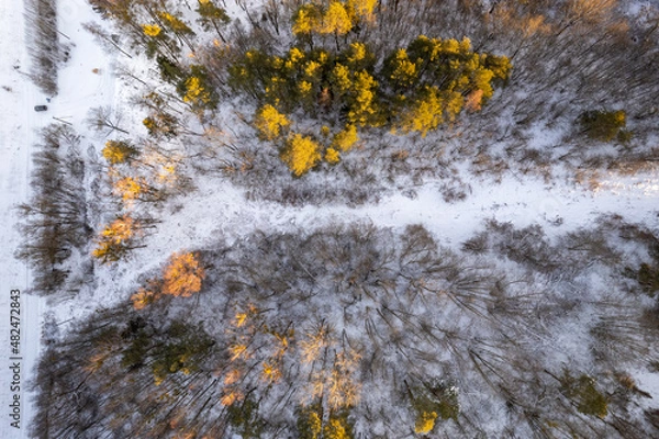 Obraz Snowy winter forest in Lithuania