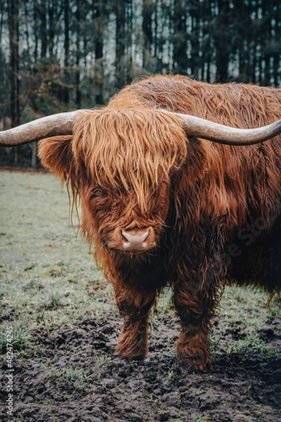 Obraz Schottisches Hochlandrind