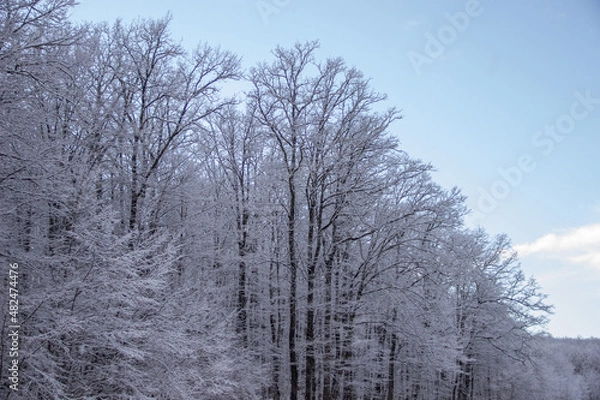 Fototapeta trees in winter