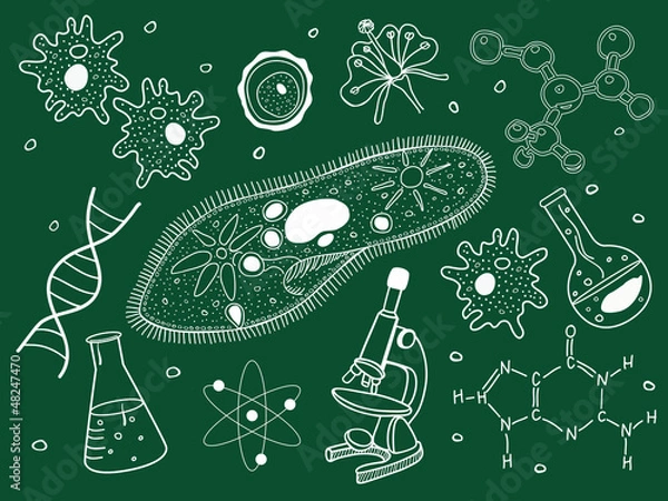 Obraz Biology sketches on school board.