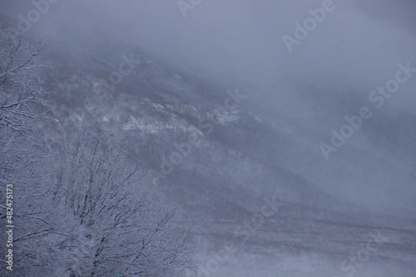 Obraz snow covered trees in winter