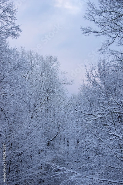 Fototapeta snow covered trees