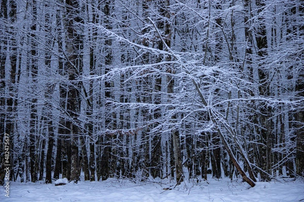 Fototapeta snow covered trees