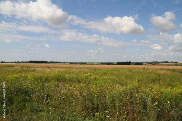 Obraz wheat field and sky