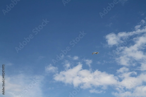 Obraz flying in the sky