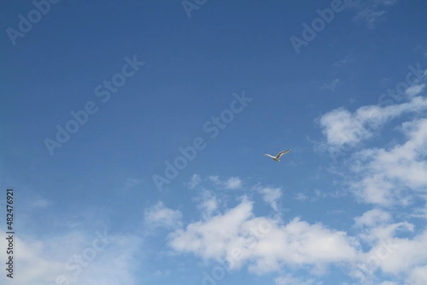 Obraz airplane in the sky