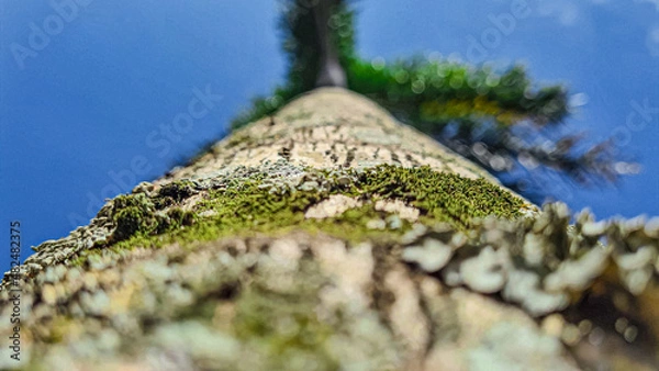 Obraz Tronco de árvore