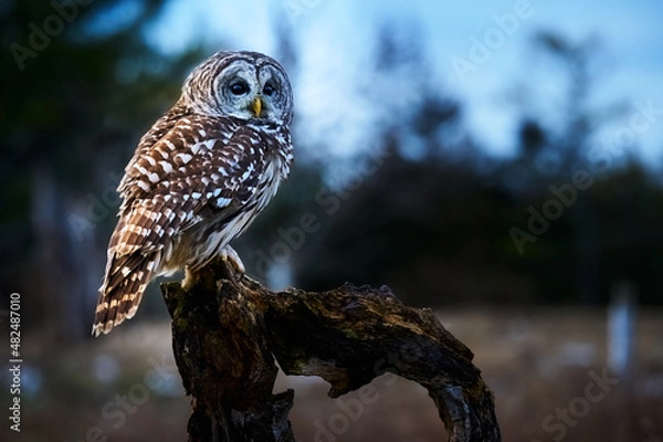 Obraz Barred Owl hunting at dusk