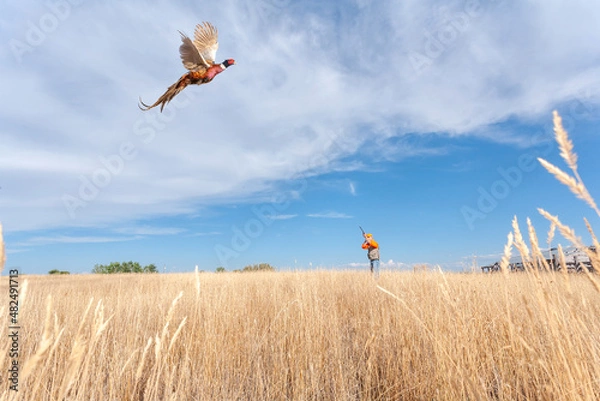 Fototapeta An adult male (upland game) pheasant hunter shooting at a flying (ring-necked)  pheasant.
