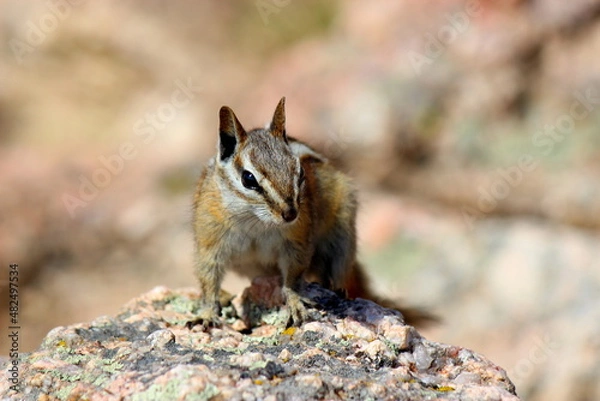 Obraz Chipmunk on a rock