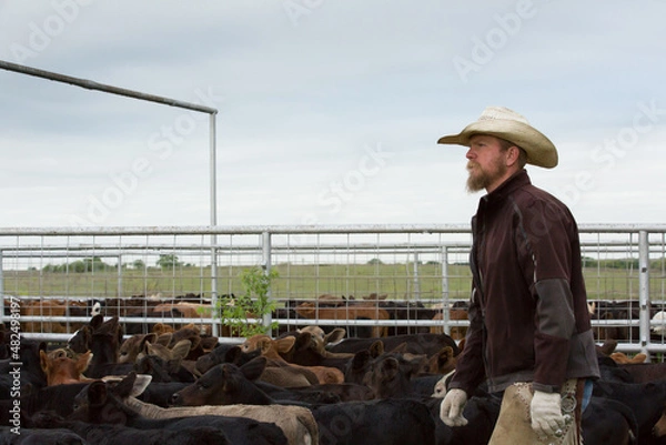 Obraz Western cattleman and rancher wearing cowboy hat in pens with calves during roundup on the beef cattle ranch