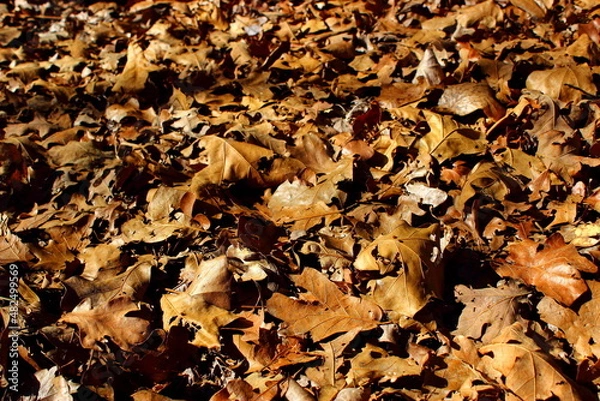 Obraz autumn oak leaves background