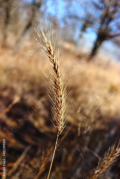 Obraz winter grass seed head