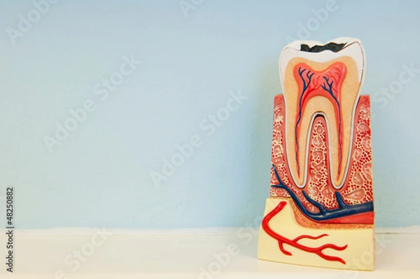 Obraz Tooth anatomy