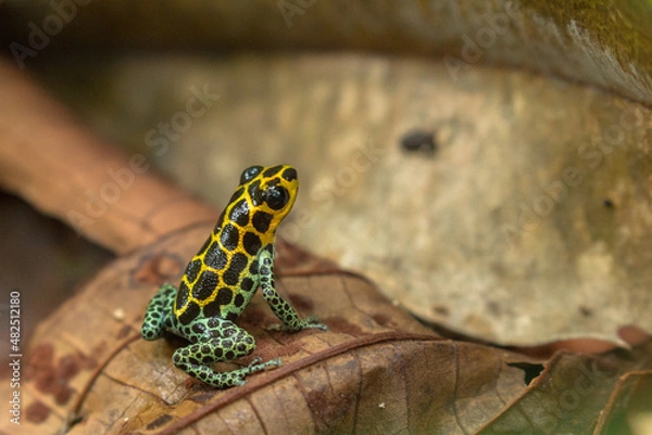 Fototapeta colourful dart frog on leafs in peruvian amazon (Ranitomeya imitator "Tarapoto")