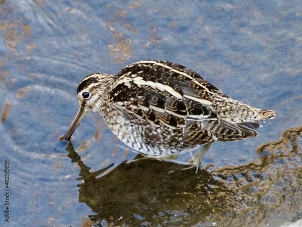 Fototapeta タシギ