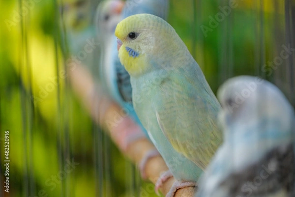 Obraz blue and yellow macaw