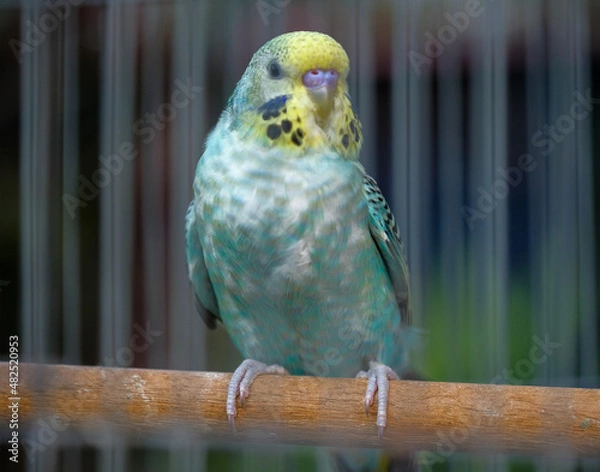 Obraz blue and yellow macaw