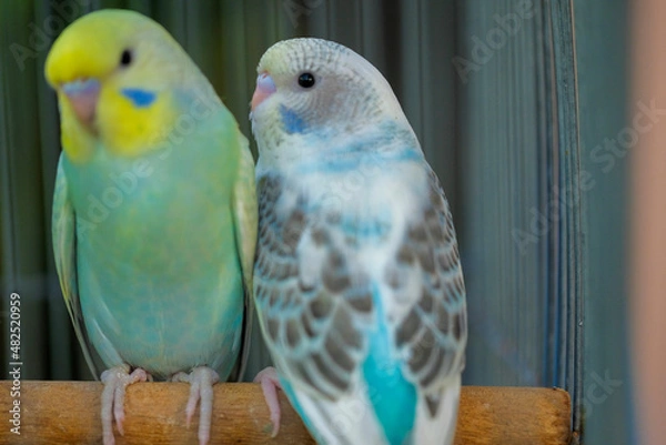 Obraz blue and yellow macaw