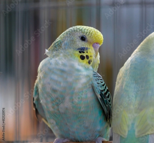 Obraz blue and yellow macaw