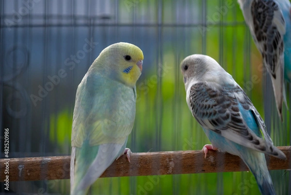 Obraz blue and yellow macaw