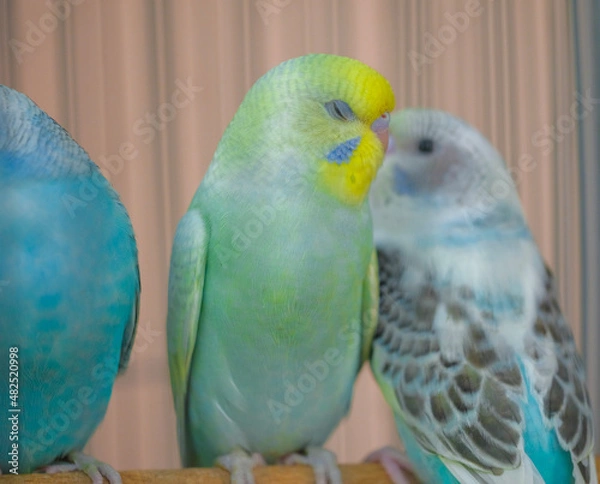 Obraz blue and yellow macaw