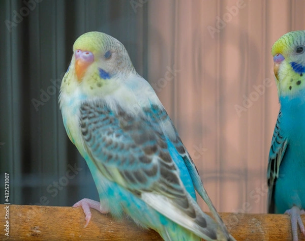 Obraz blue and yellow macaw