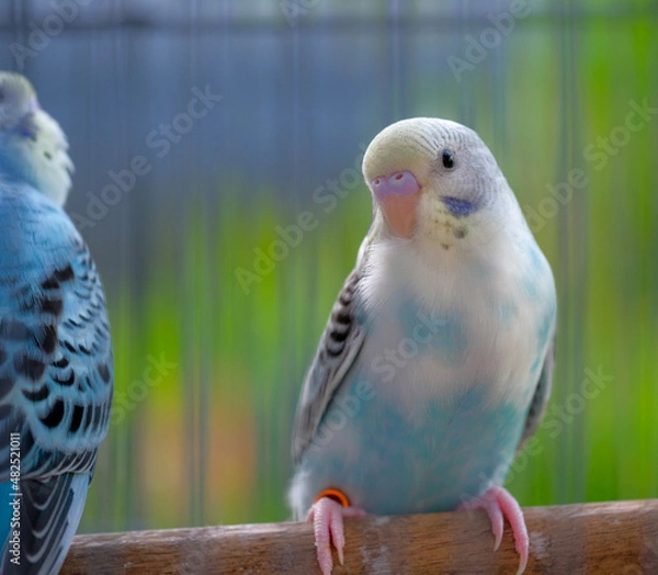 Obraz blue and yellow macaw