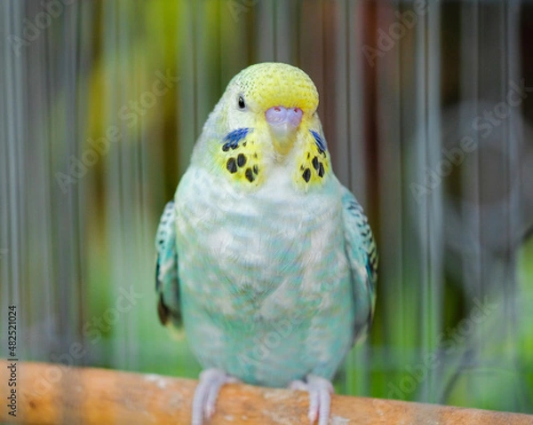 Obraz blue and yellow macaw