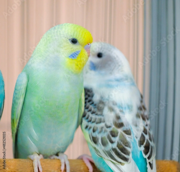 Obraz blue and yellow macaw
