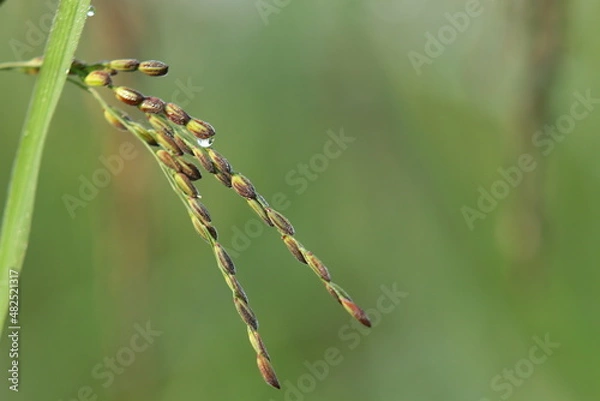 Obraz caterpillar on a leaf