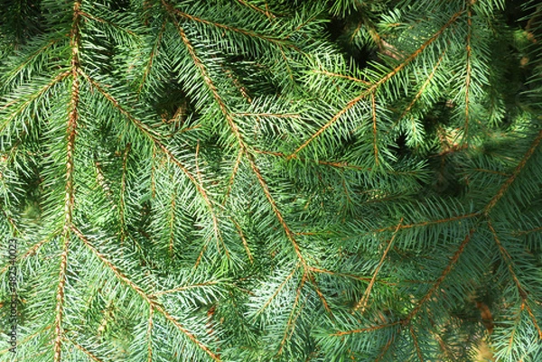 Fototapeta background fir twigs