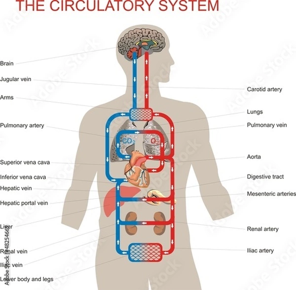 Obraz The circulatory system