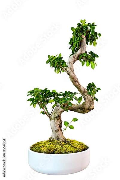 Fototapeta Bonsai isolated , tree 