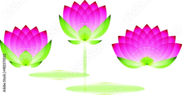 Fototapeta Three Lotus flower buds with leaves pink profile on a white background, geometric pattern, vector.