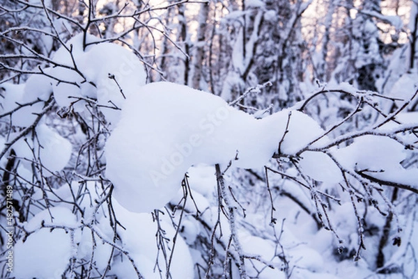 Fototapeta Tree branch covered with snow against the background of a winter forest, close-up, copy space,