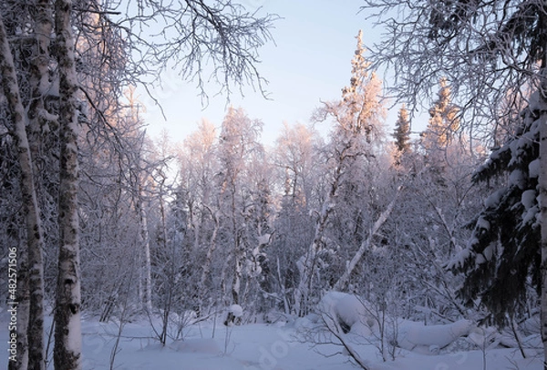 Obraz Winter forest at sunset, winter landscape