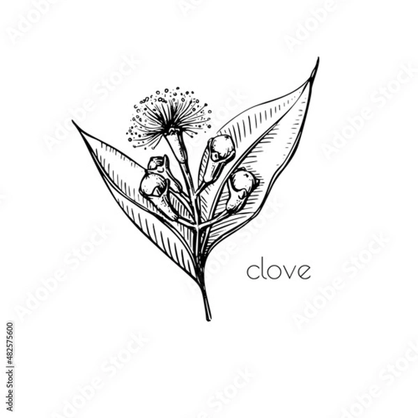 Fototapeta Green seeds clove flower sketch in retro style. Ink illustration. Isolated set. Vintage floral white background. Vector drawing.