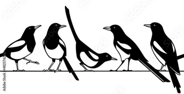 Fototapeta Vector horizontal seamless pattern with hand drawn cute Magpies sitting on a wire. Ink drawing, graphic style. Beautiful animal design elements. Perfect for prints and patterns