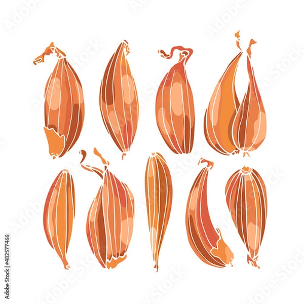 Fototapeta Vector card with hand drawn Shallot onion bulbs. Beautiful food design elements, ink drawing.