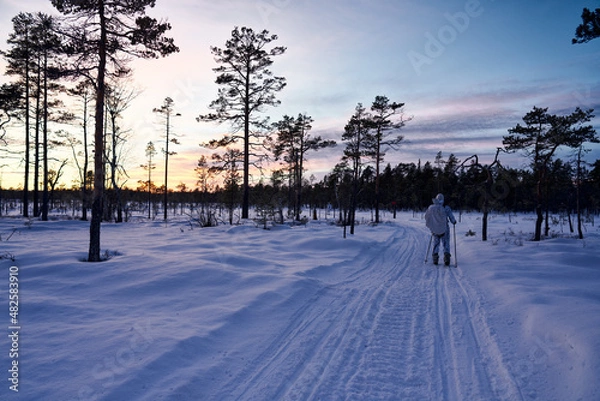 Obraz Hunting in Sweden. Winter hunt for capercaillie also called capercailzie or wood grouse. The hunter must move silently across the snow on skies and stop often a scout the land with binoculars. 