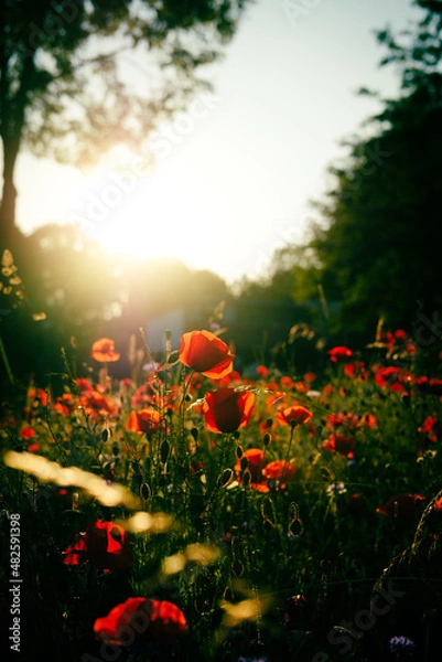Obraz Field with poppies at sunset