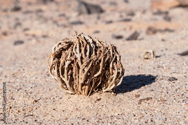 Fototapeta Anastatica hierochuntica true rose of Jericho biblical ressurrection plant in its dry dormant state in the Makhtesh Ramon crater in Israel