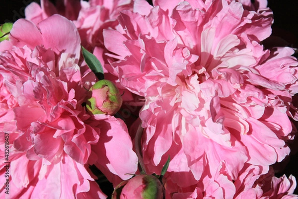 Fototapeta Peonies. Flower petals close-up. Spring flowers. Blooming peonies. Pink peonies on a black background. Blank for a puzzle and a postcard.