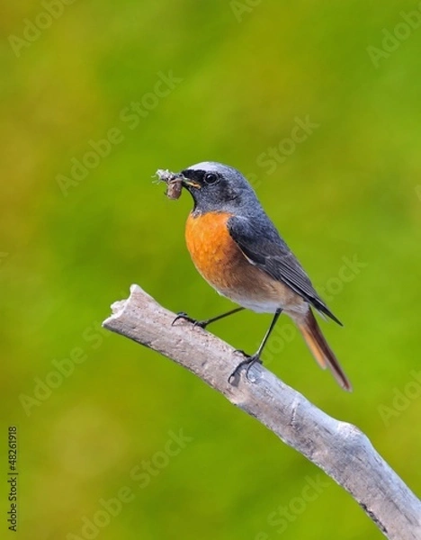 Fototapeta Colirrojo real.