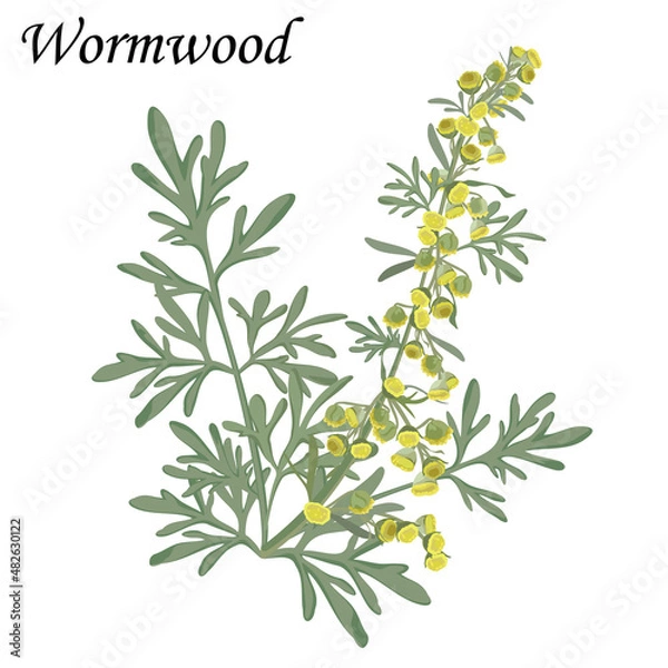 Obraz Artemisia absinthium. Blooming Wormwood bush with yellow flowers, realistic vector illustration.