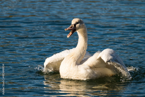 Obraz Intensive Morgenwäsche eines Jungschwans